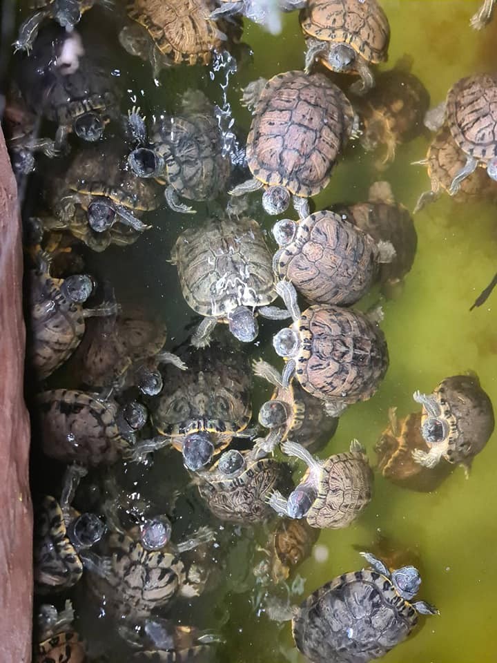 몬스터 아쿠아리움 파타야 현장 사진 4